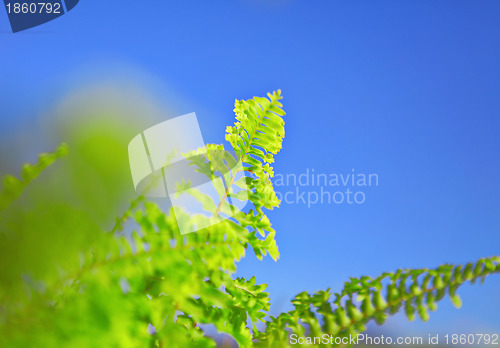 Image of blue sky and green leaf