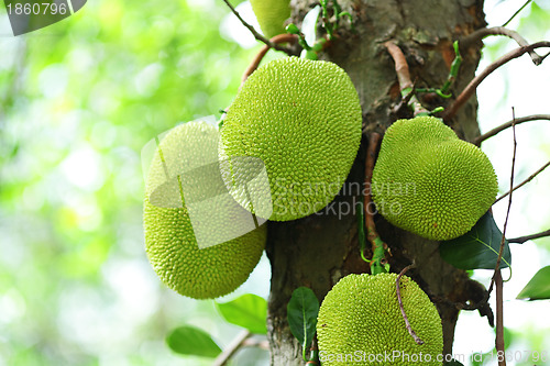 Image of jack fruits