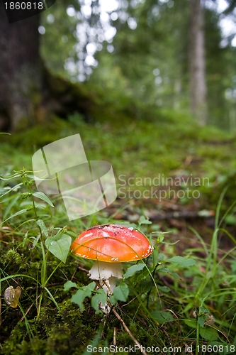 Image of Red mushroom in the Forest