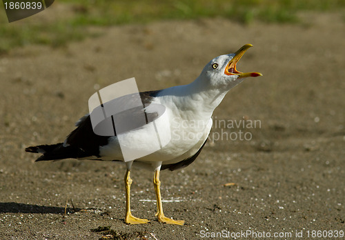 Image of Seagull