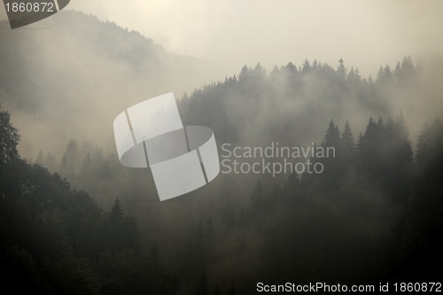 Image of Foggy forest