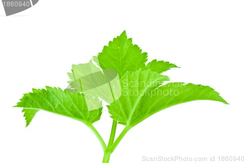 Image of green leaf