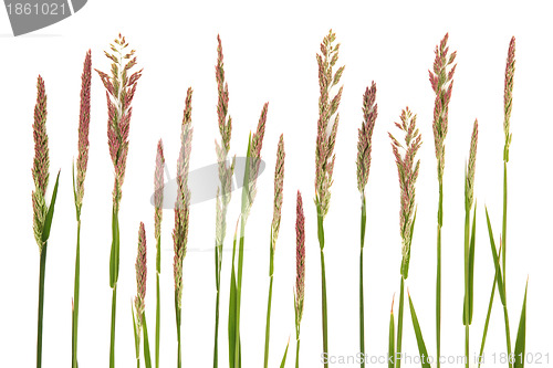 Image of Mradow Grass