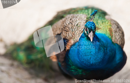 Image of Bird of Juno or peafowl