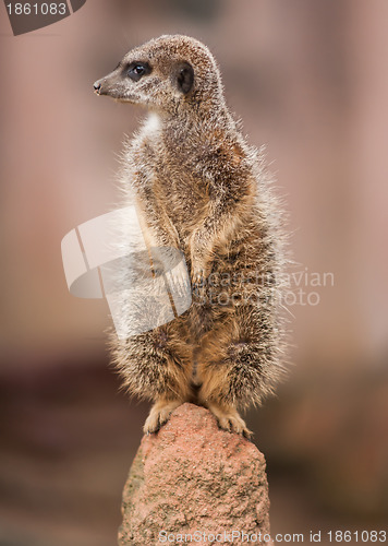Image of Alertness: watchful meercat on the mound