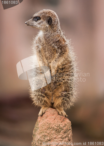 Image of Alertness: watchful meercat on the mound