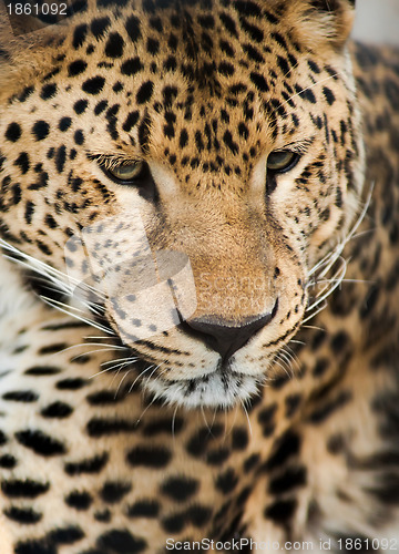 Image of Wild animals: Portrait of leopard