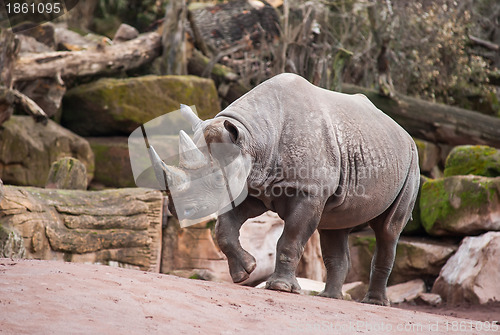 Image of Animal life in Africa: Black rhinoceros