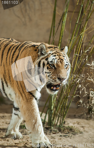 Image of Predator: tiger and bamboo tangle