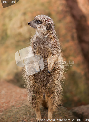 Image of Wildlife in Africa: watchful meerkat