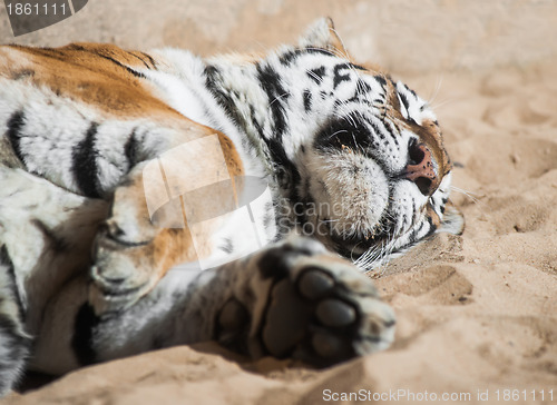Image of Playful tiger laying on the sand