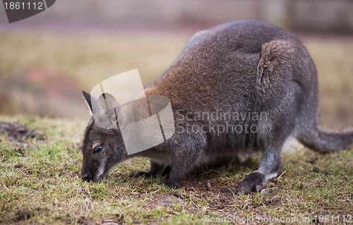 Image of Wallaby feeding on the grass
