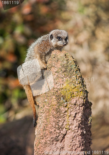 Image of Meerkat climbing on the termitary