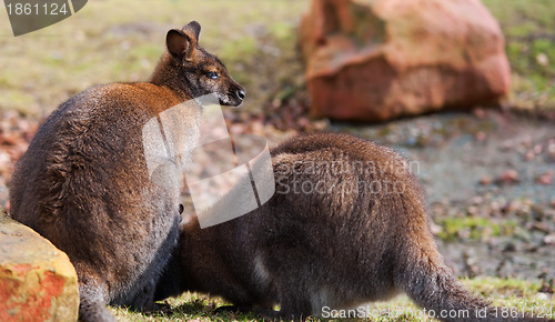 Image of Two wallabies grazing in the wild