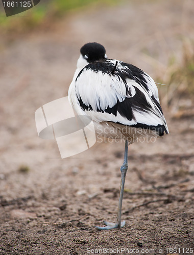 Image of Pied avocet: sleeping wader 