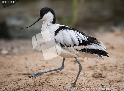 Image of Pied avocet: wader walking on sand