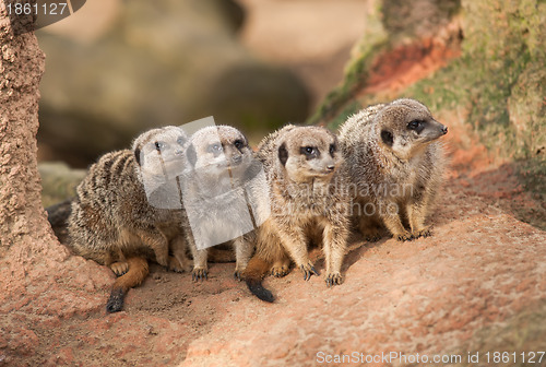 Image of Group of watchful meerkats on the termitary