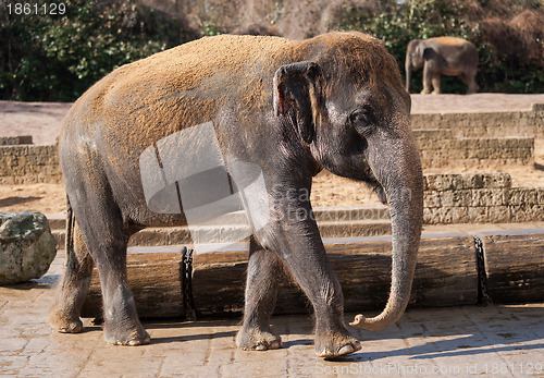 Image of Asiatic elephant: Animal life in Asia