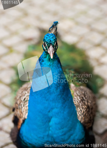 Image of Peafowl or peacock: Bird of Juno