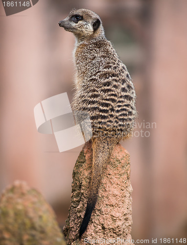 Image of Meerkat turning his head and sitting on the termitary