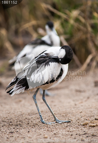 Image of Pied avocets cleaning and scraoeing themselves