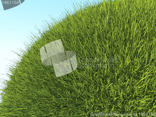 Image of Green planet: close up of fresh grass and blue sky