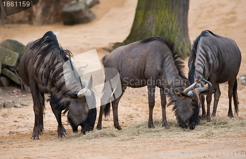 Image of Grazing or pasturing wildebeests