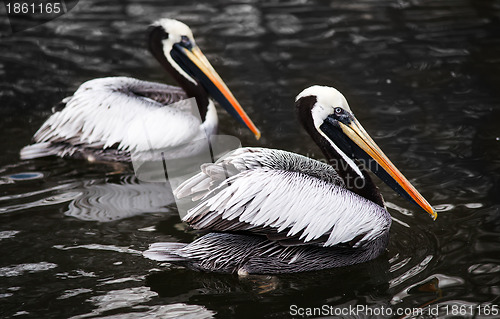 Image of Peruvian Pelicans in the water