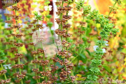 Image of basil in the garden