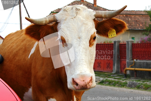 Image of curious cow