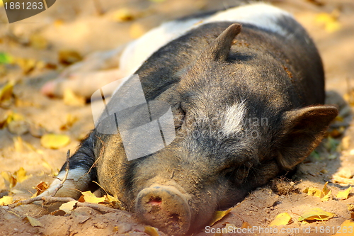 Image of pig laying on the ground