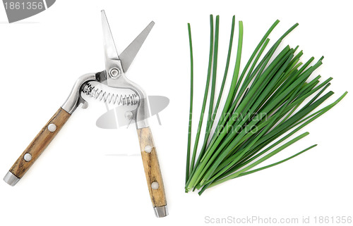 Image of Chives Herb