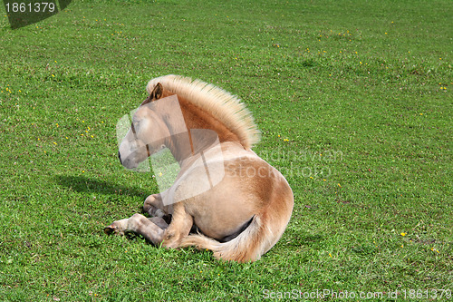 Image of Resting Filly