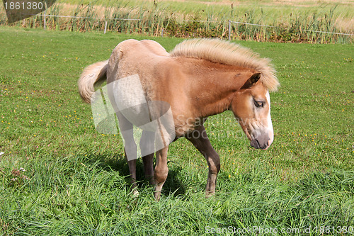 Image of Young Palomino Filly