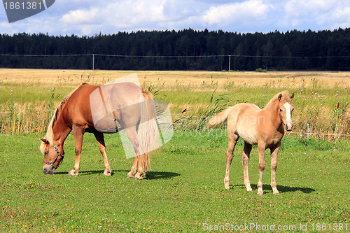 Image of Finnhorse Mare and Filly on Grass Meadow