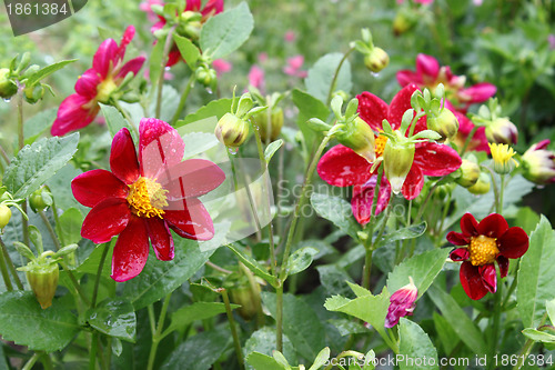 Image of Beautiful flower (Dahlia variabilis) with water drops