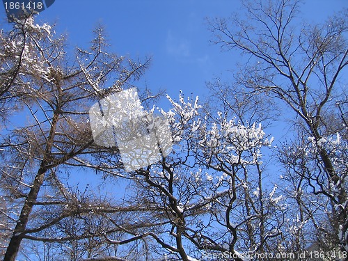 Image of Winter trees