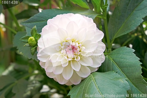 Image of White dahlia in flowerbed