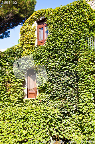 Image of Castle covered by ivy