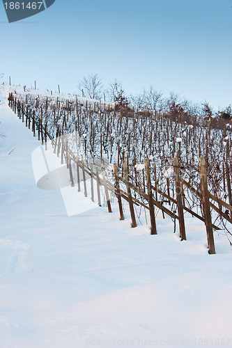 Image of Tuscany: wineyard in winter