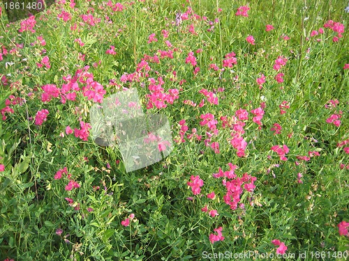 Image of Wild peas flowers background