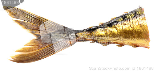 Image of fish tail