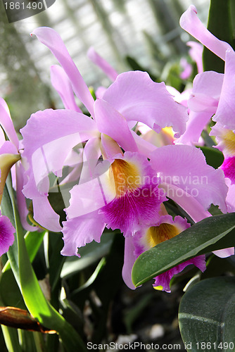 Image of Pink blooming orchid