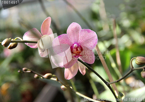 Image of Pink blooming orchid