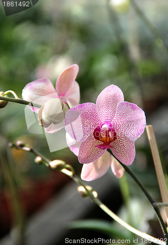 Image of Pink blooming orchid