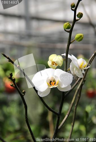 Image of White blooming orchid