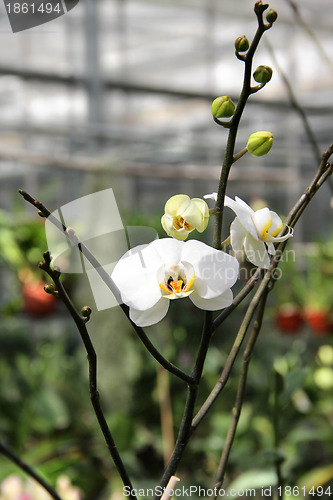 Image of White blooming orchid