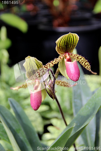 Image of Tiger blooming orchid 