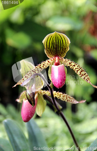Image of Tiger blooming orchid 