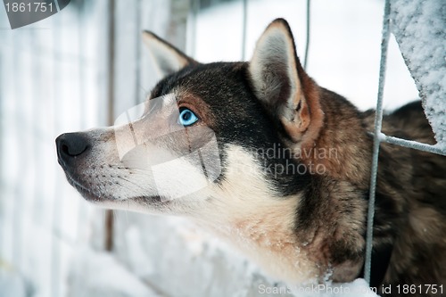 Image of Husky dog